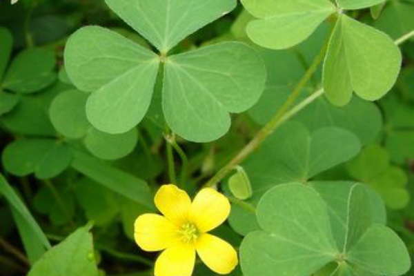 幸せを呼ばない 黄色いクローバー 知恵ののたん De にゃんげるげってぃ っ D っ ﾊｧﾊｧ