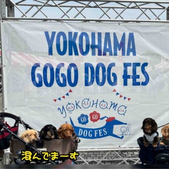 YOKOHAMA GOGO DOG FES