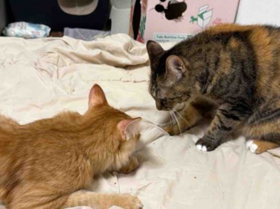 お姉ちゃん猫、奮闘する　20261018