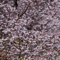 熊谷桜が咲いてますよ