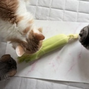 ウランにとうもろこしをお供えしました