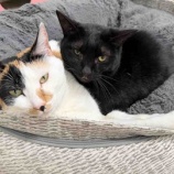『🌸3月22日は「さくらねこの日」』の画像