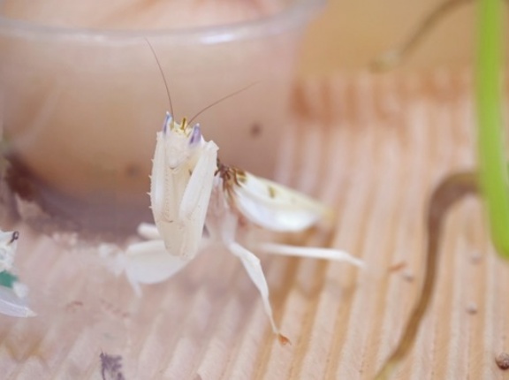 植物に擬態する虫おるやん