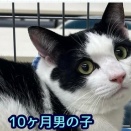 生後10ヶ月　ふみ　募集中
