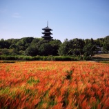『2025.9 幻想的な備中国分寺と赤米風景❶ / 岡山県総社市上林』の画像