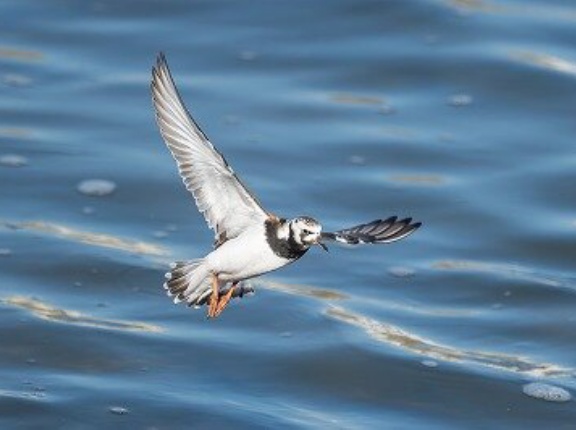 2026年5月10日の野鳥公園