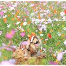 ★カメラ目線が可愛すぎる(*´艸`)★