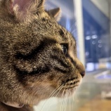 『猫の日』の画像