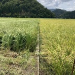 気比野菜　（減・無農薬の米野菜作り）