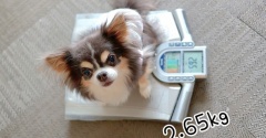 チワワの体重測定はイベントです｜犬だけで測れるかな？