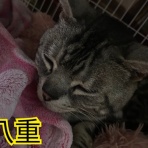 青梅ニャンだふる☆Life