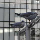『神田川のユリカモメ』の画像