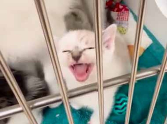 子猫がケージの中でずっと鳴いていた。構ってほしいのかな？ → そこから出したらこうなった…