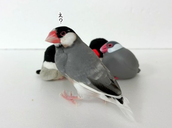 レモン文鳥クラブ