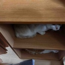 多頭の猫たち移動完了