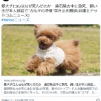 愛犬チロルはなぜ死んだのか　歯石除去中に急死、飼い主が本人訴訟で“カルテの矛盾”突き止め勝訴