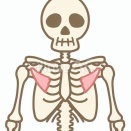 【ガンコな巻き肩・腕の冷えに】1分で肩が後ろへスッと引ける！「肩の付け根前側（小胸筋）ピンポイントほぐし」