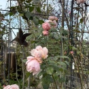 西庭バラ🌹花盛り＆芳香性ネメシア＆葉牡丹