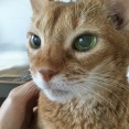 ひなちゃん、8回目の命日
