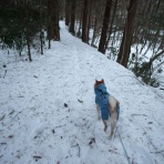 柴わんこと暮らす日々