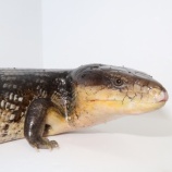 『キメラアオジタ来ました‼️ブラックタイプ‼️』の画像