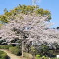 大庭台墓地の桜