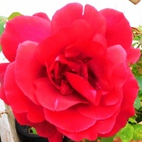 『新たな到達点(6100回記念)(1)』の画像