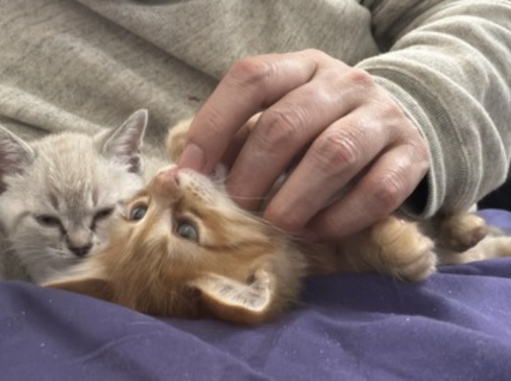 猫が喉を鳴らすか否か　20260512
