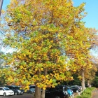 ���٤����٤β���