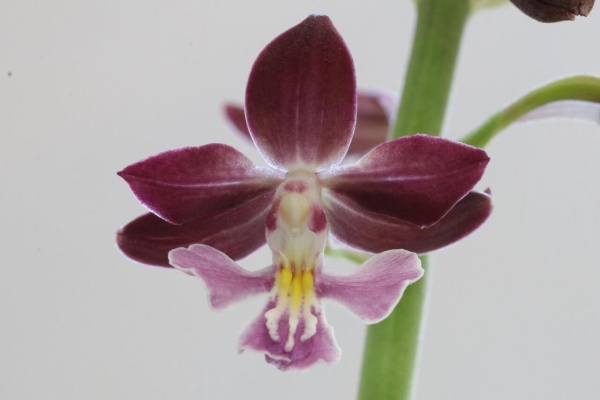 夏咲き系交配エビネ★えびね・山野草 開花中・夏咲き系交配エビネ（⑦-13-A）☆えびね・山野草