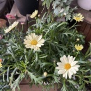 新しいマーガレット