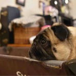 パグ・金太郎ブログ♪