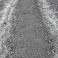 トマトの跡掘り