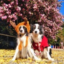 2025年12月7日 松阪市飯南町 烏岳清掃登山＆日本一のメガ山茶花＆稲わら巨大オブジェ