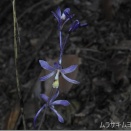 Takaosan 20260613