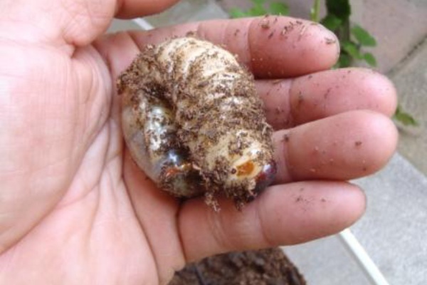 庭や 六点の腹六分目 幼虫