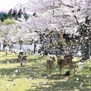 えぇとこみぃつけた 202604