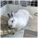 うさぎの健康寿命｜おもち五歳