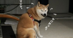 母、犬を抱いたまま大転倒！
