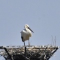 コウノトリ