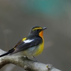 『投稿：BORG107FLでの夏鳥キビタキ特集　2024/05/26』の画像