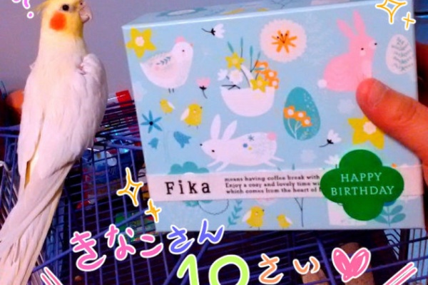 どくきなこ オカメインコ写真