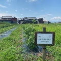 2026年度綿の栽培記録：小暑。開花はじまる