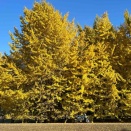 フレブルとハスキーとR＆Bと