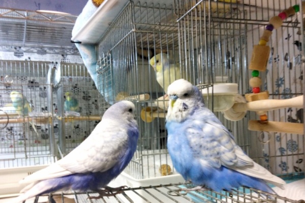 PBFDそらちゃんと☆あむしろインコ日記☆ - セキセイインコ