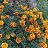 『【マンション大規模修繕】網戸が戻ってきて嬉しい』の画像