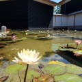国宝高田本山専修寺