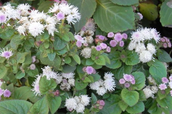 花日記 09年11月