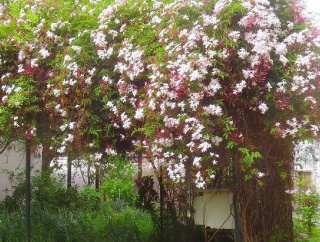 子供達にお花の名前を聞かれても思い出せないのがたくさんあって( ﾉД`)ｼｸｼｸ…