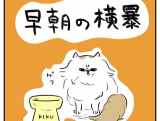早朝の横暴🐱